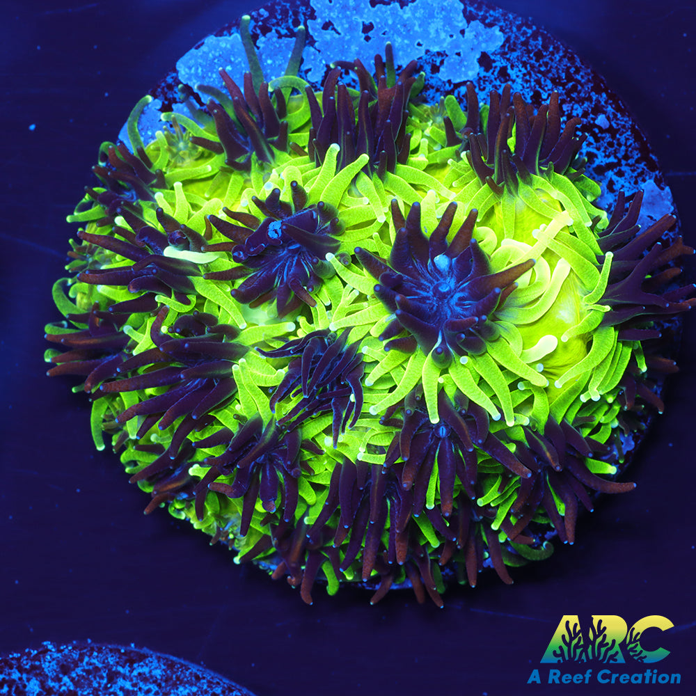 Sonic the Hedgehog Galaxea