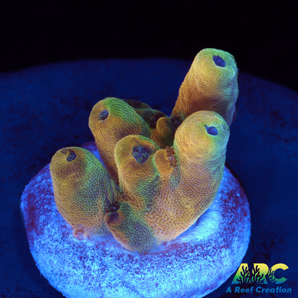 RRC Jaw Dropper A Reef Creation