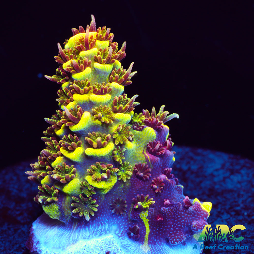 RRC Rainbow Splice Milli