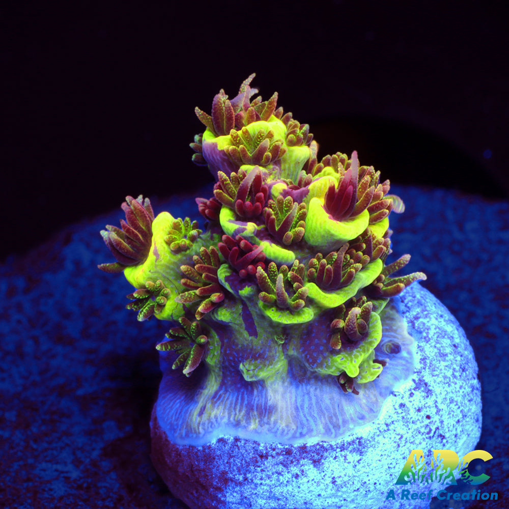 RRC Rainbow Splice Milli