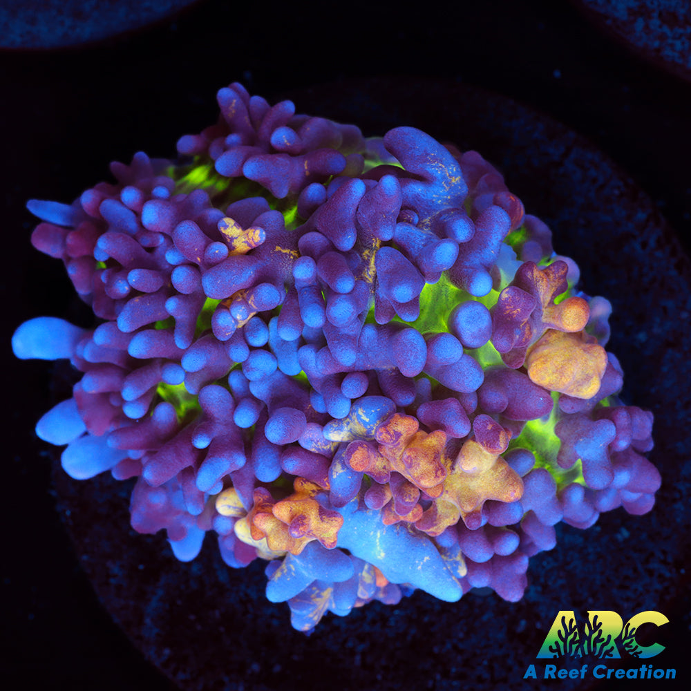 ARC Colossus Mushroom