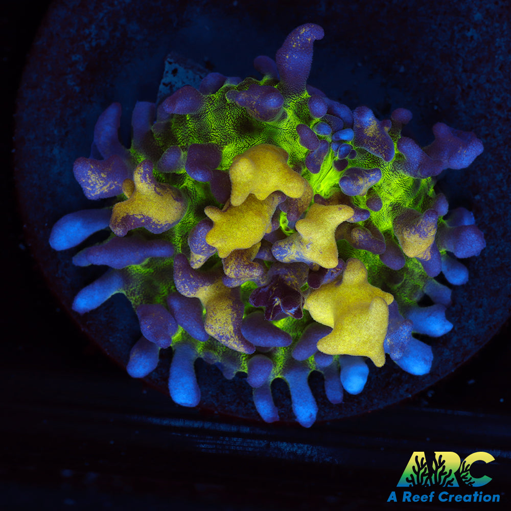 ARC Gummy Bear Bounce Mushroom