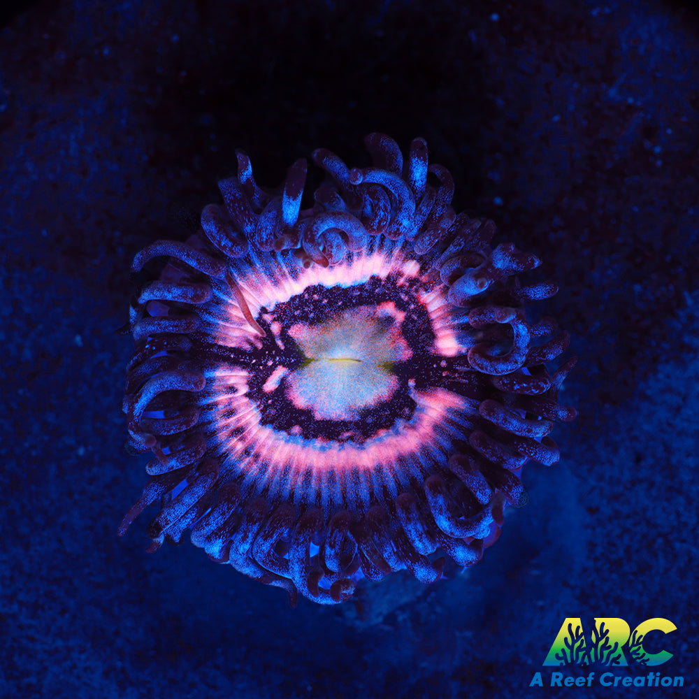 CC Pink Constellation Paly