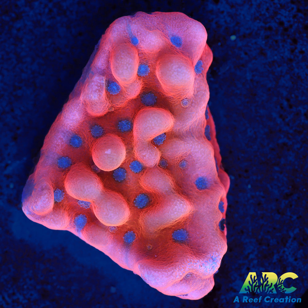 JF Altered Ego Monti