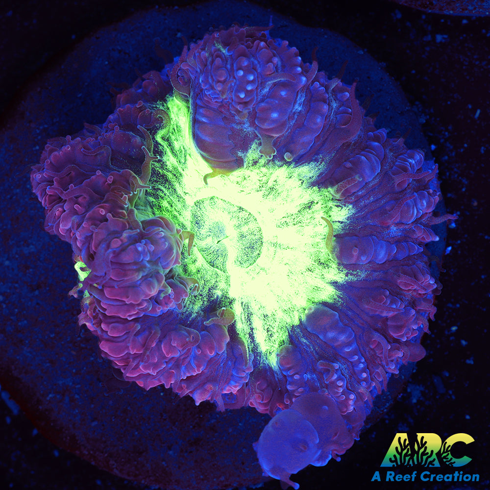 ARC Blueberry Blizzard Blasto