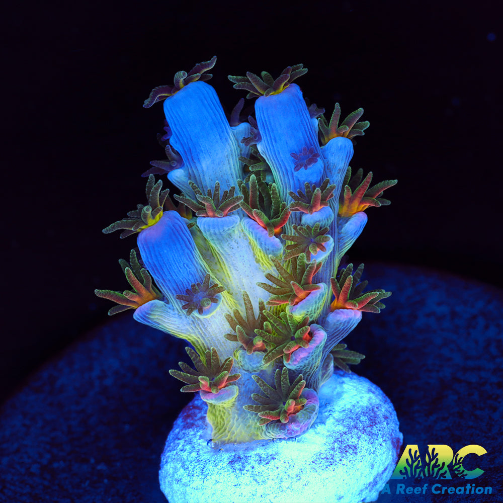 CC Pink Highlighter Tenuis