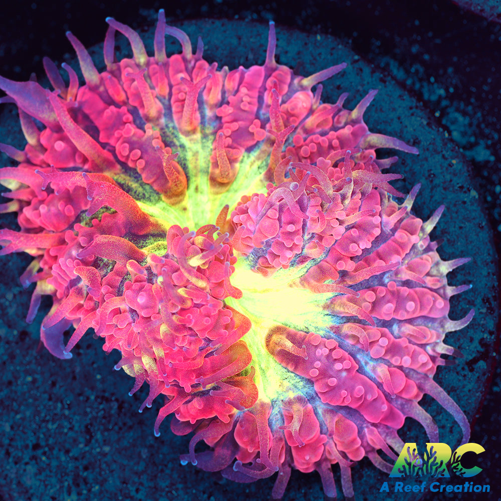 ARC Bubble Yum Blasto