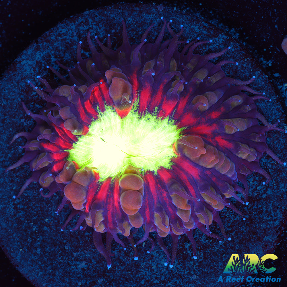 ARC Black Cherry Blasto