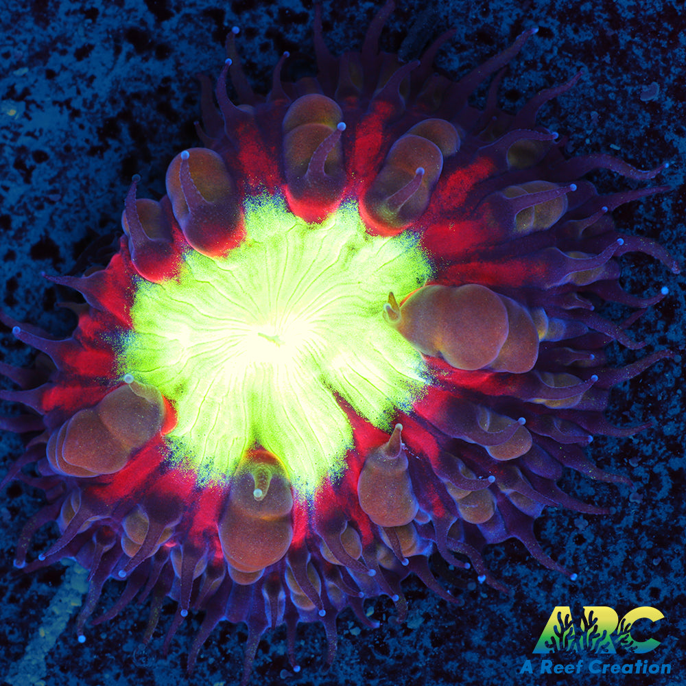 ARC Black Cherry Blasto