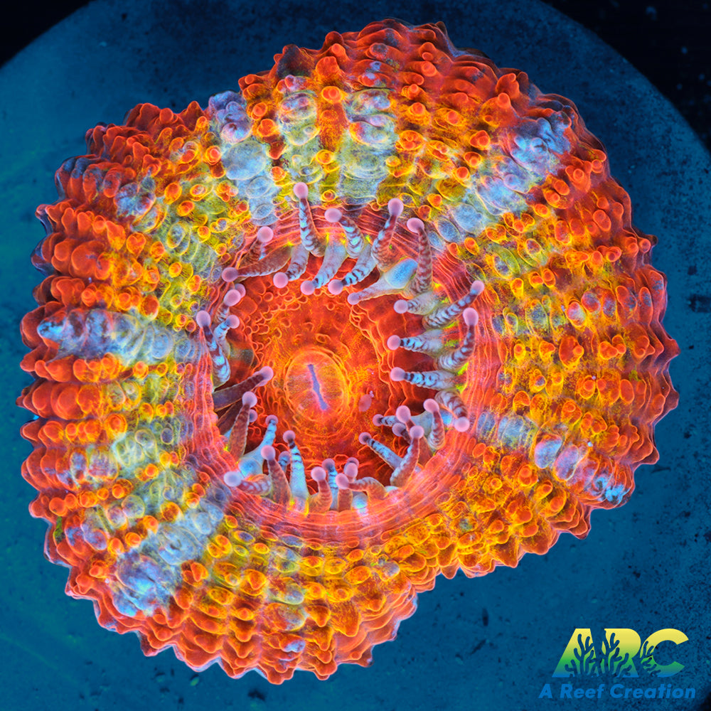 ARC Agent Orange Acan