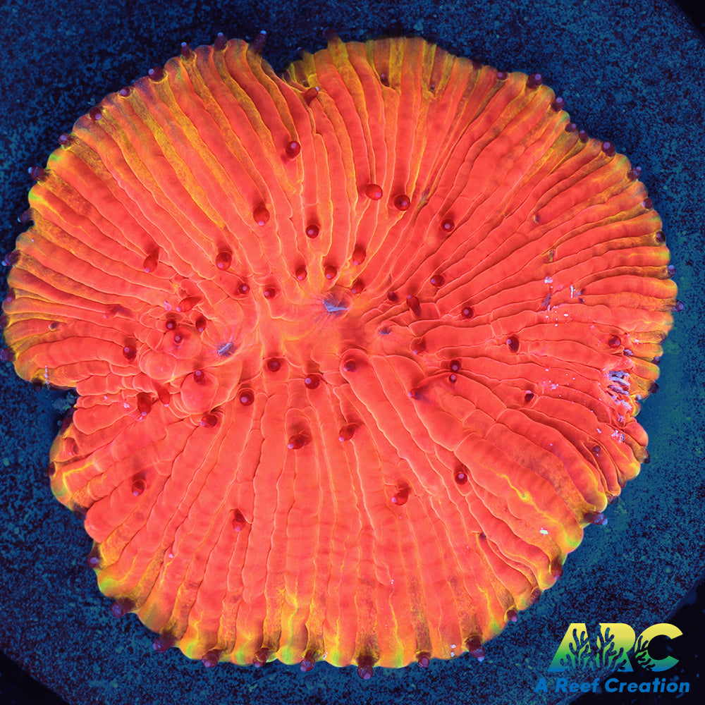 ARC Tropicana Diaseris