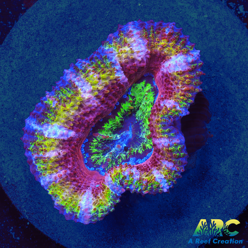 ARC Toxic Avenger Acan