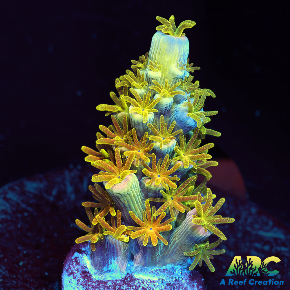 MattV Rainbow Envy Tenuis