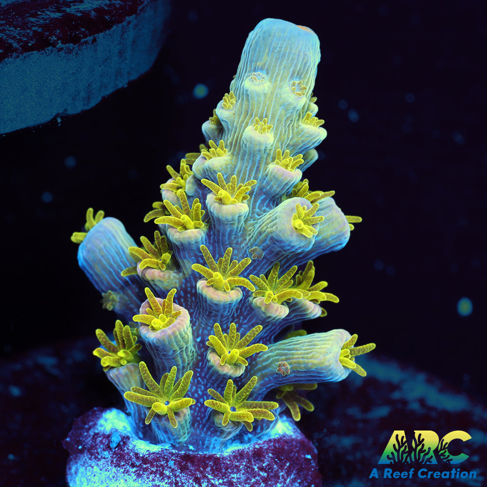 MattV Rainbow Envy Tenuis