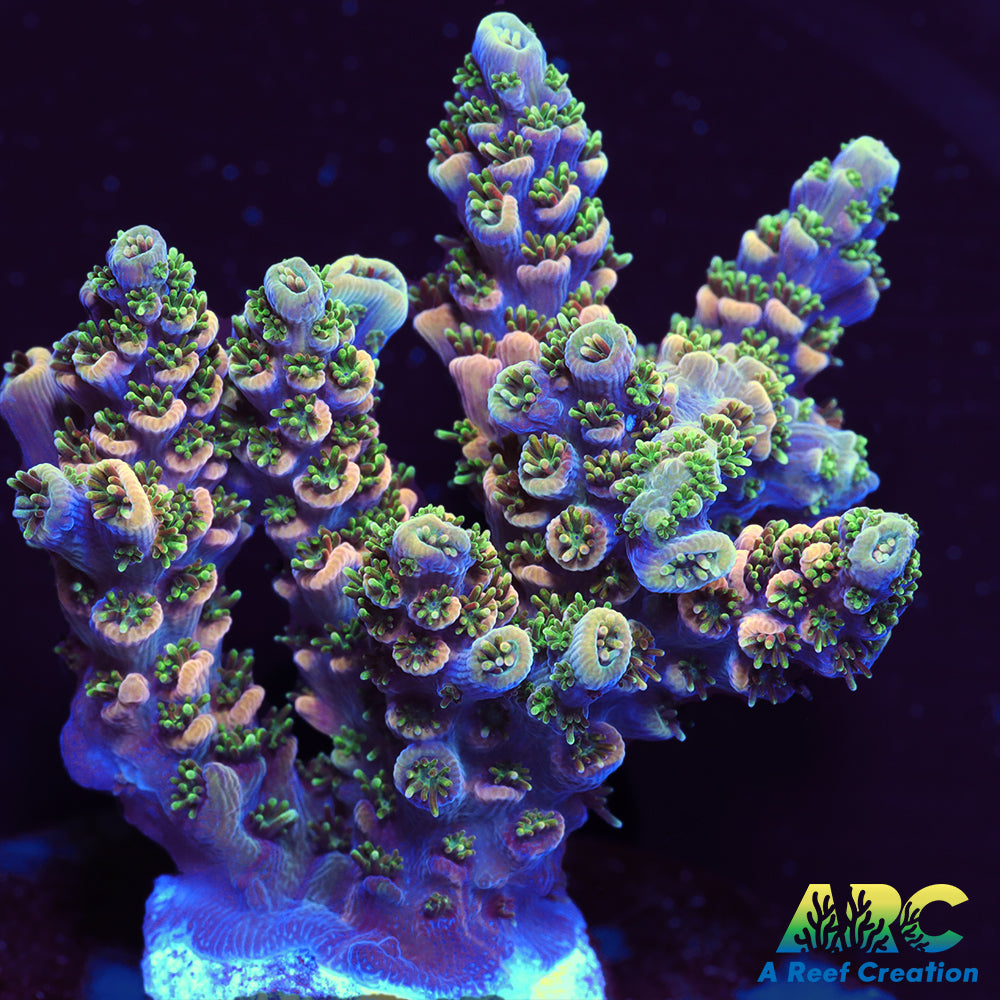 Sanjay's Party Time Table