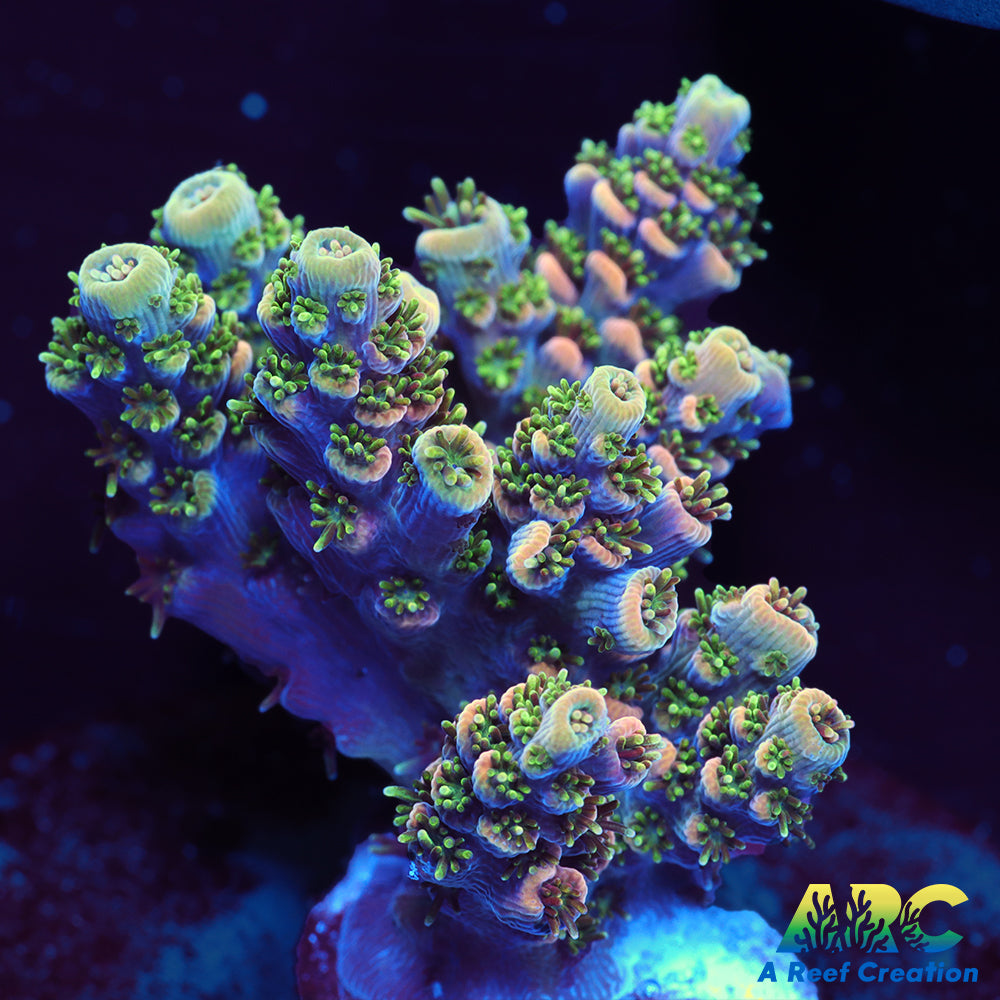 Sanjay's Party Time Table