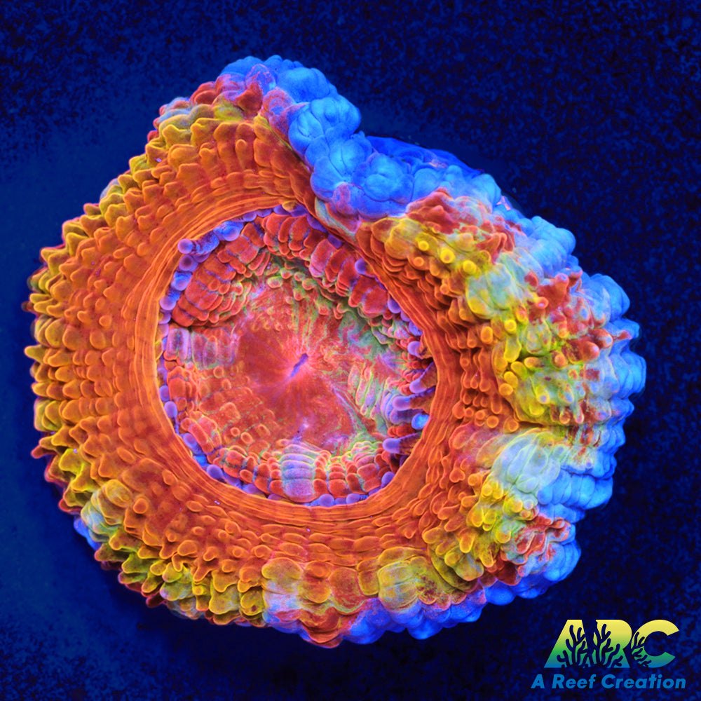 ARC Double Agent Acan