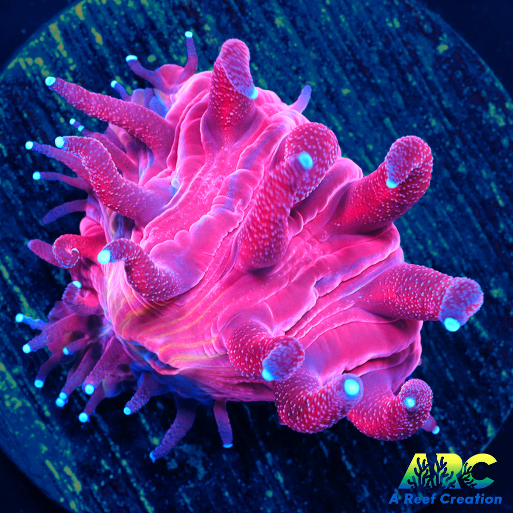 ARC Red Hydra Plate Coral