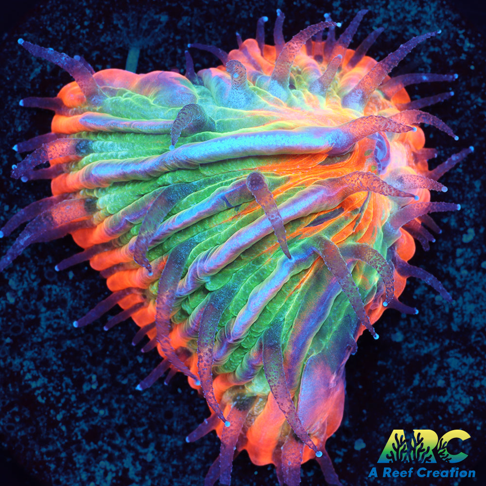 ARC Orange Center Plate Coral