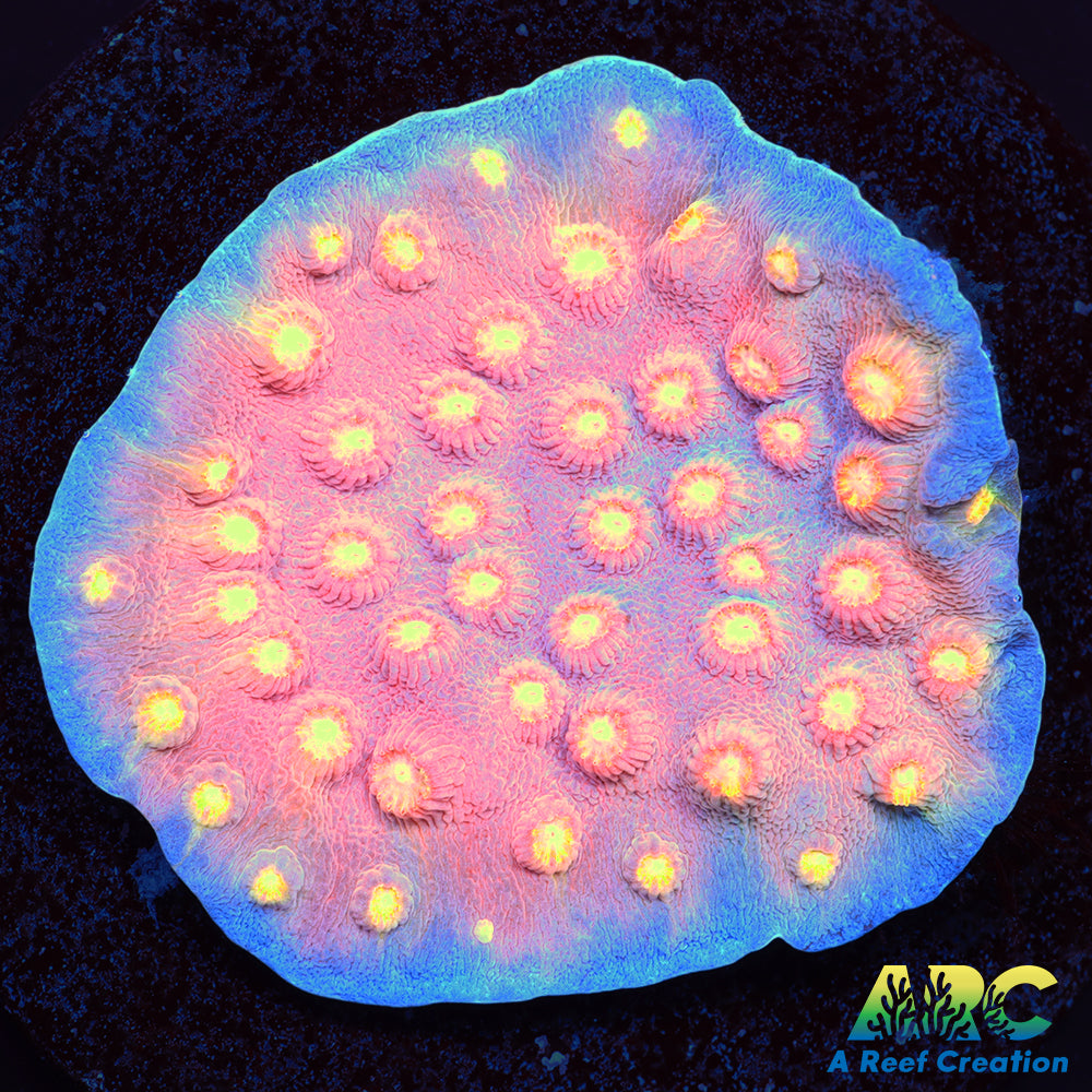 ARC Halley's Comet Scrolling Cyphastrea