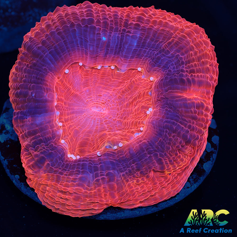 ARC Master Bower Red Side