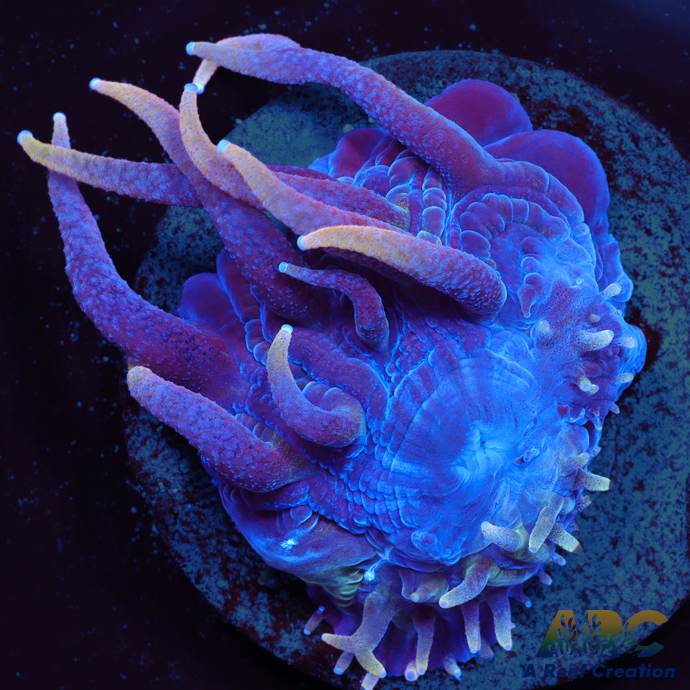 ARC Blue Hydra plate