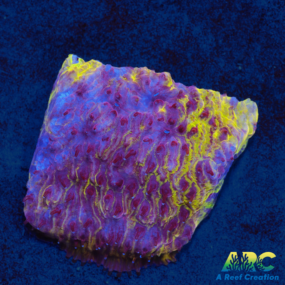 UC Purpllicious Litho