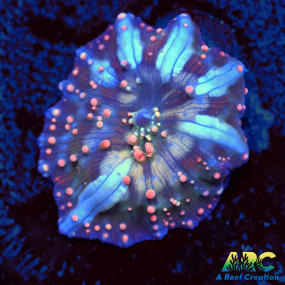 Dragon Lady Bounce Mushroom