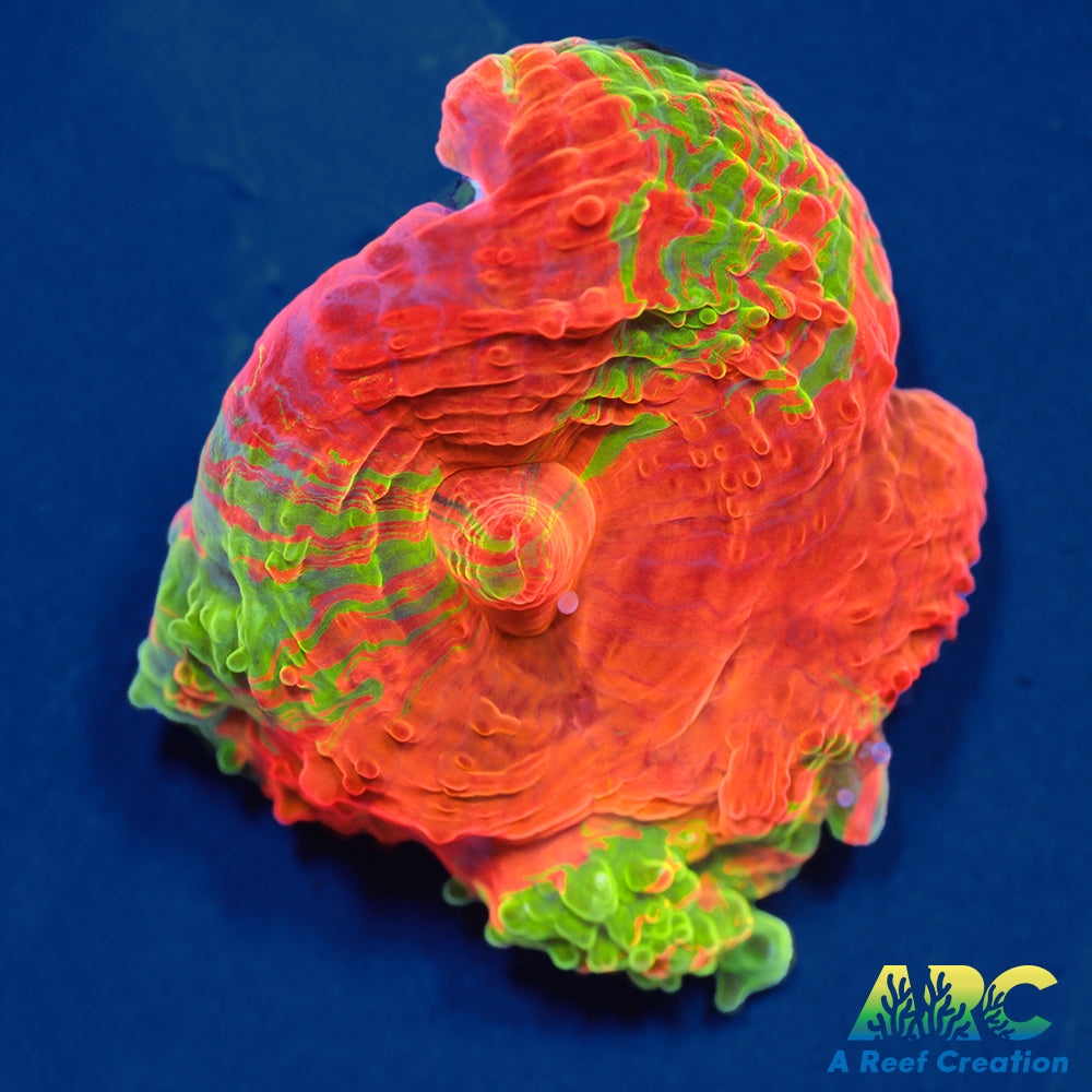 ARC Brent's Bleeding Apple Bower