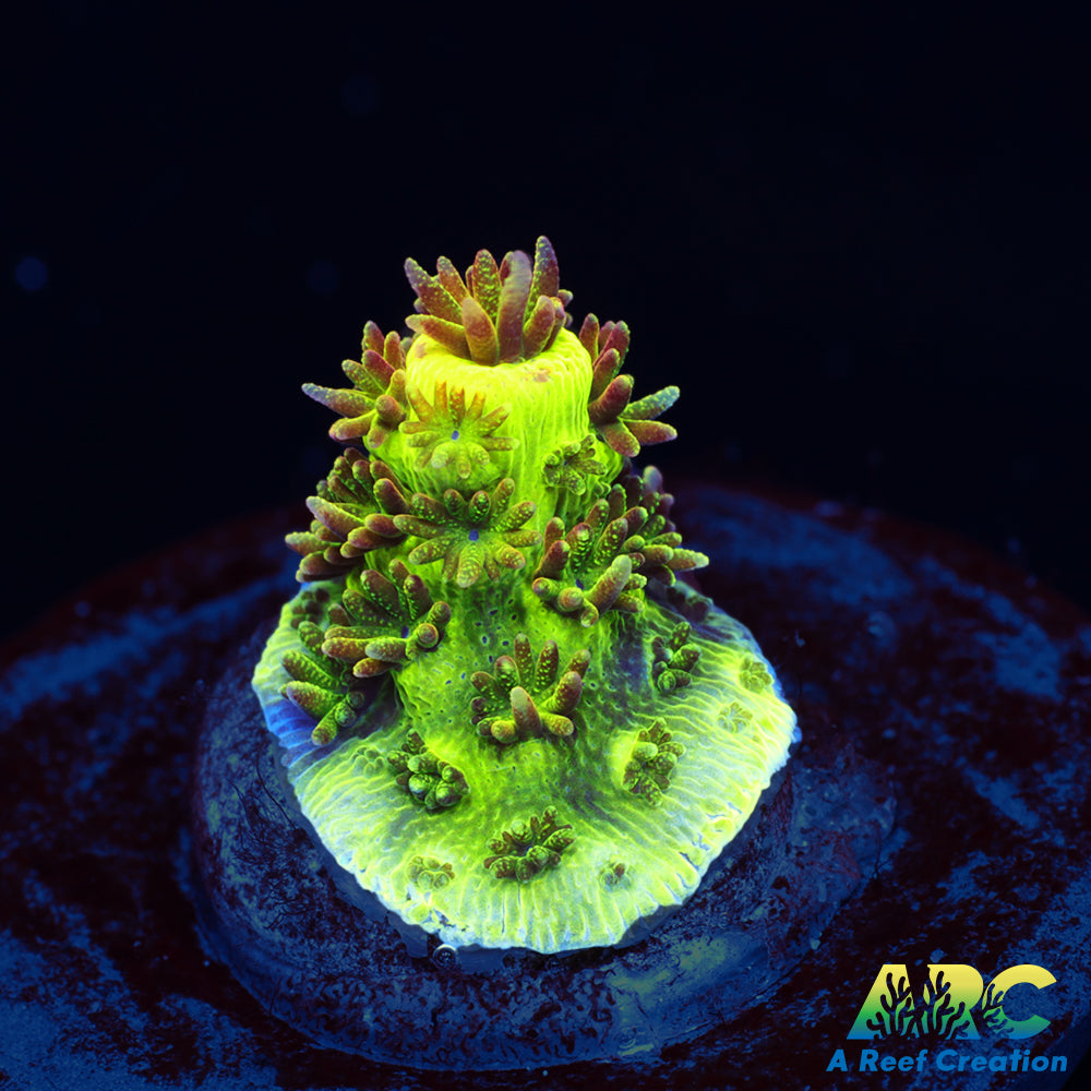 RRC Rainbow Splice Nub