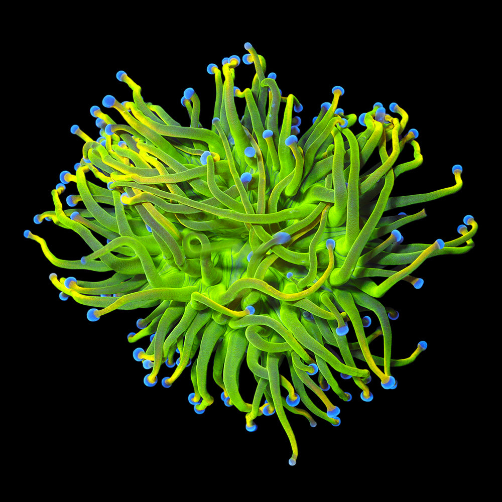 OG Holy Grail Torch Splitting Head