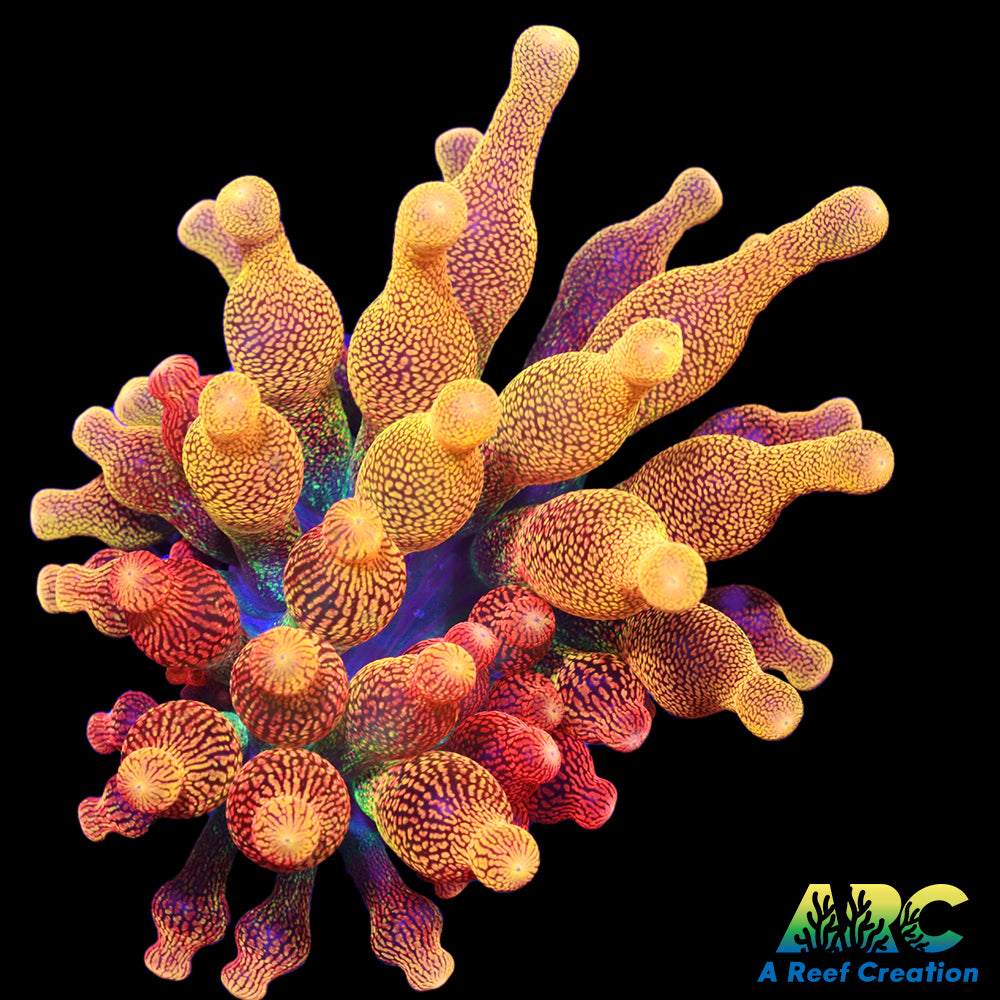 Chicago Sunburst BTA