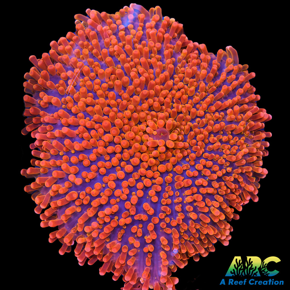 ARC Giant Nickelodeon Yuma