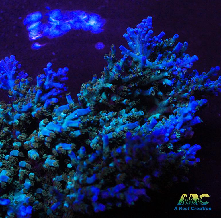 ARC Blueberry Echinata