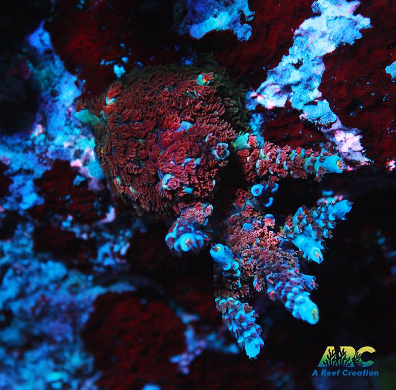 ARC Blue Birds Tenuis