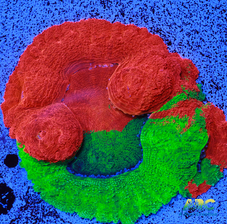 ARC Brent's Bleeding Apple Bower