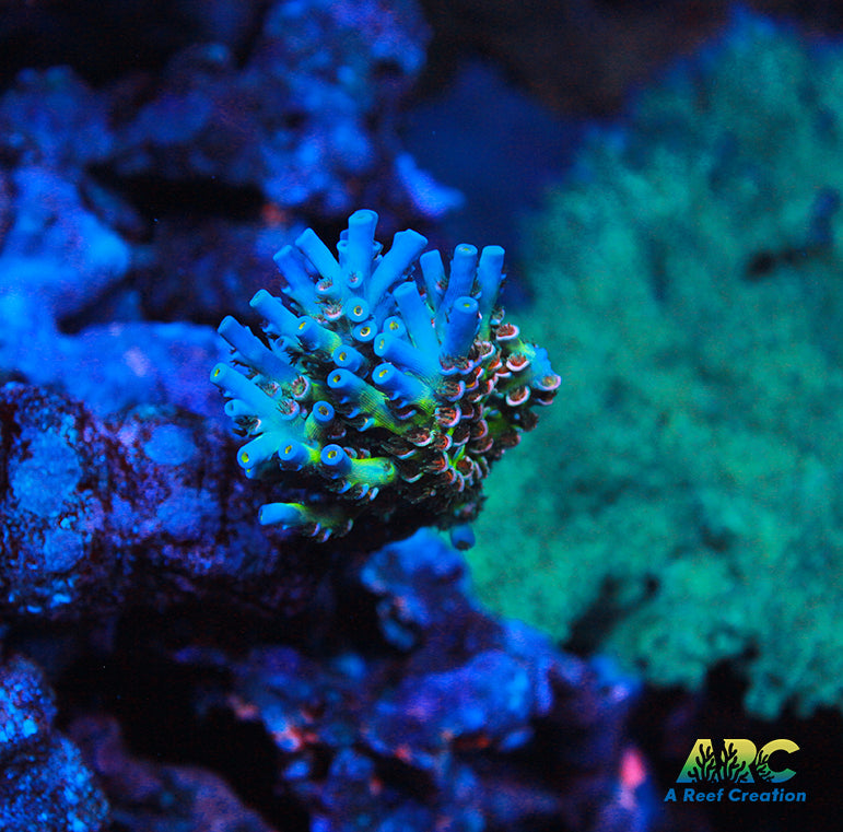 CC Pink Highlighter Tenuis