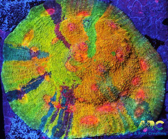 CCA Crayola Meltdown Chalice