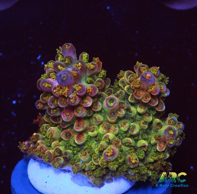 Sanjay's Wrecking Ball Chunk