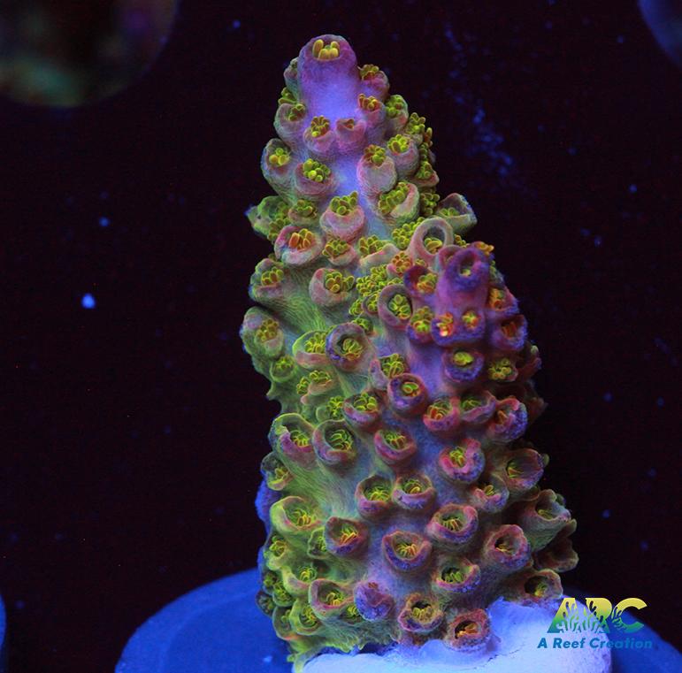 Sanjay's Wrecking Ball Chunk