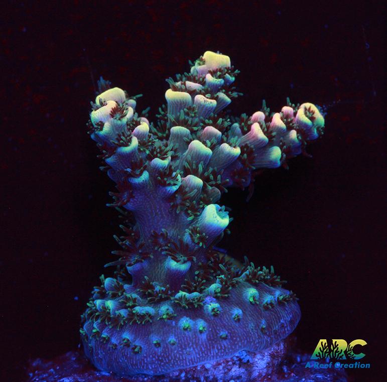 Sanjay's Party Time Table