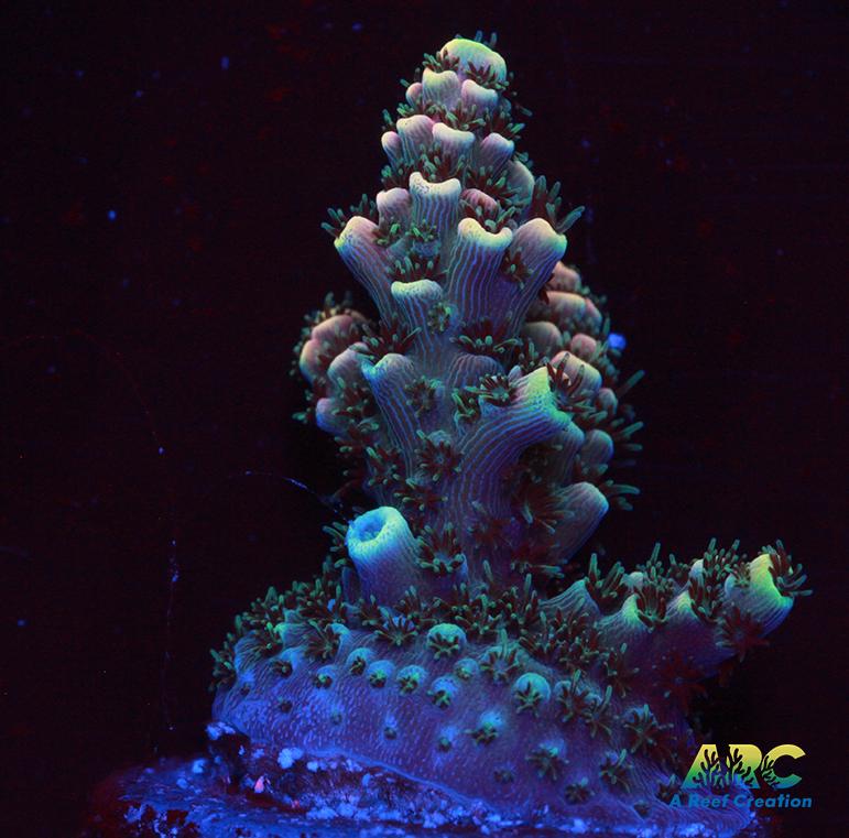 Sanjay's Party Time Table