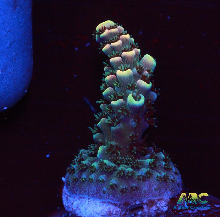 Sanjay's Party Time Table