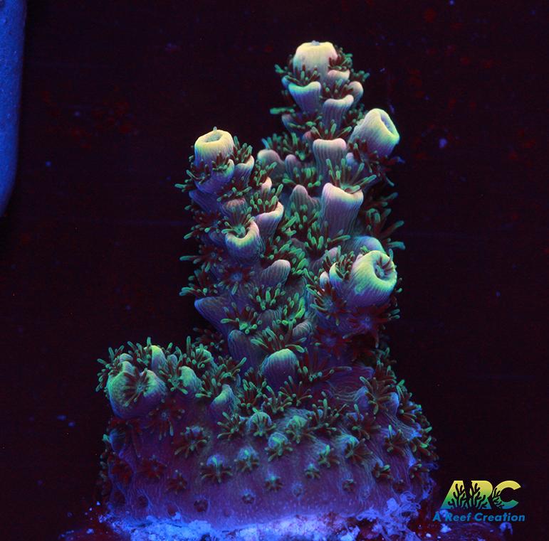 Sanjay's Party Time Table