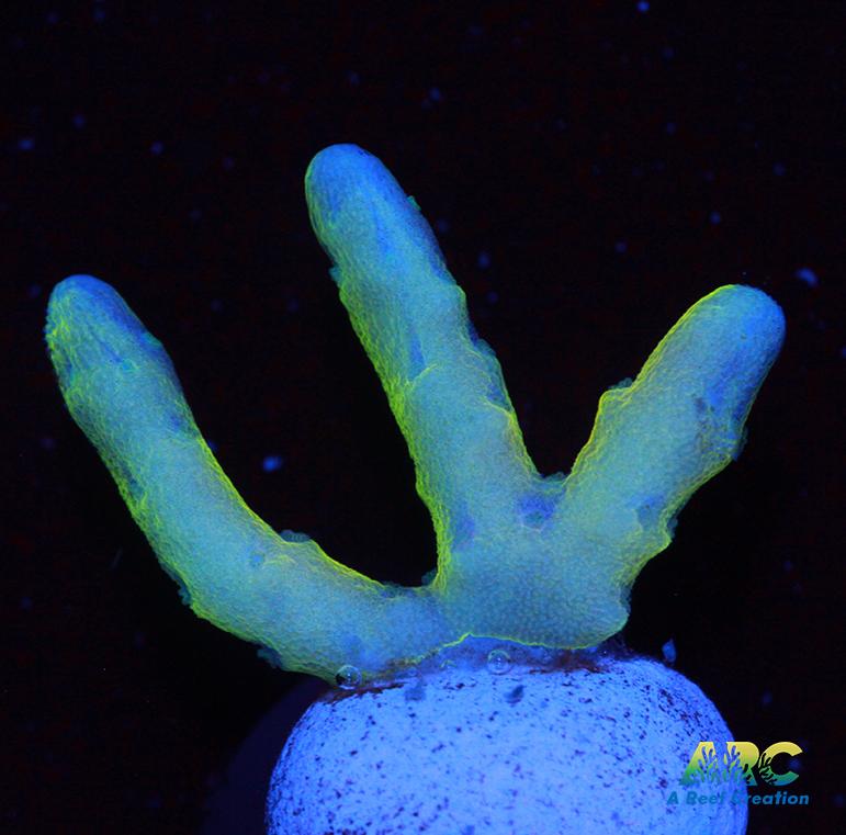 RRC Goldenrod Anacropora