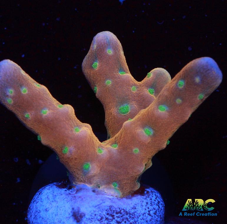 RRC Tropicana Anacropora