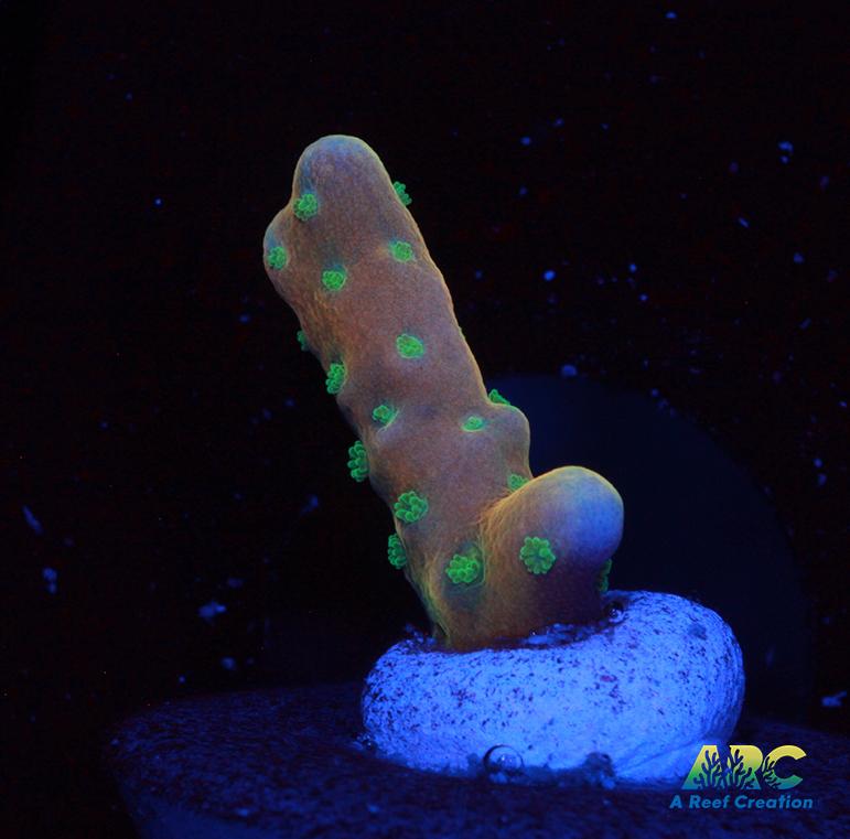 RRC Tropicana Anacropora