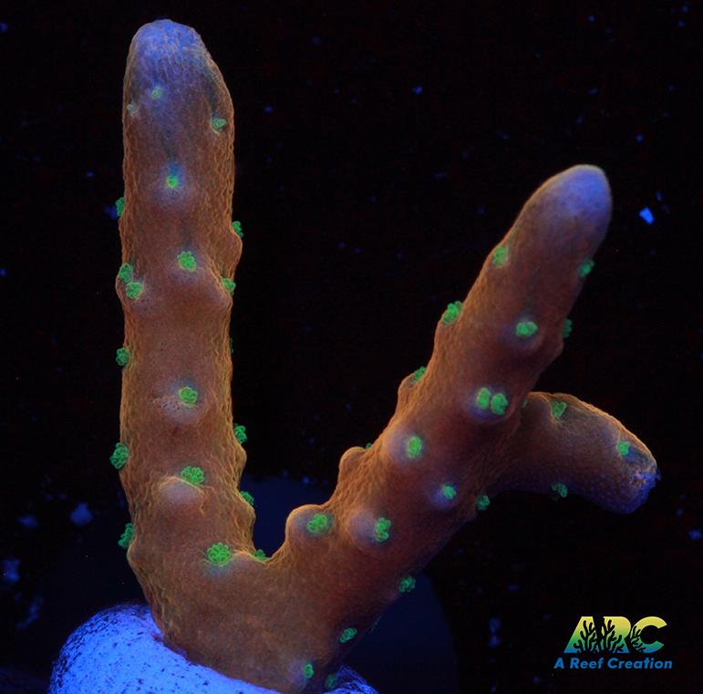 RRC Tropicana Anacropora