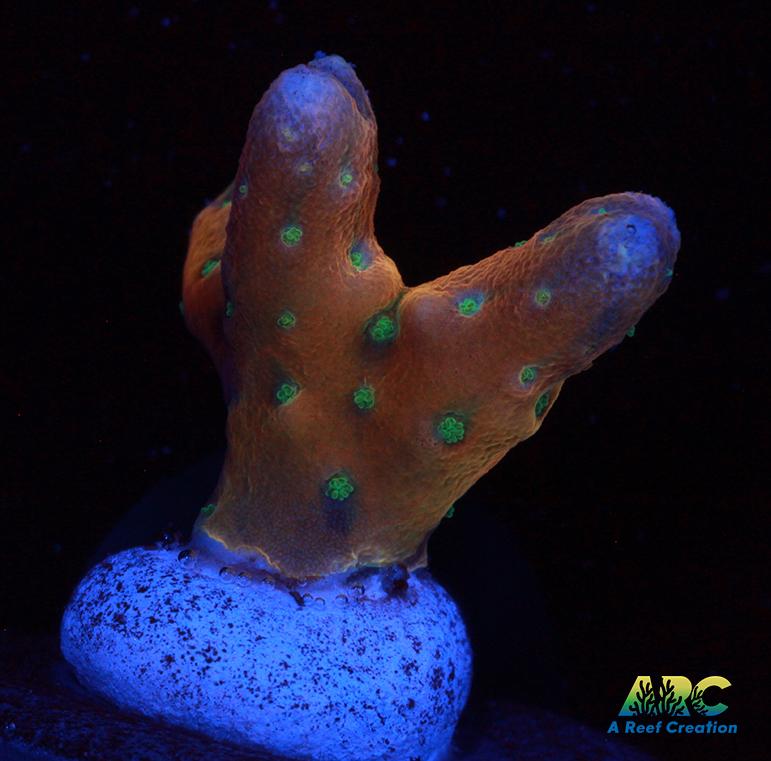 RRC Tropicana Anacropora