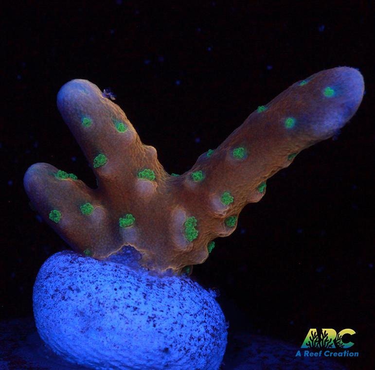 RRC Tropicana Anacropora